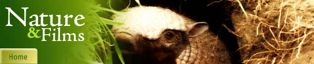 Armadillo cerca de su madriguera