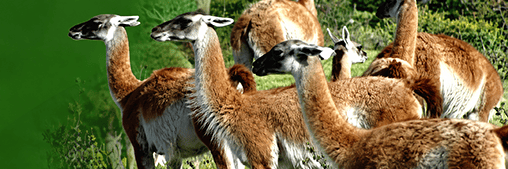 Manada de guanacos en la Patagonia