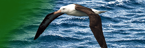 Albatros volando sobre el oc&eacute;ano