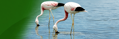 Flamencos aliment&aacute;ndose en un humedal